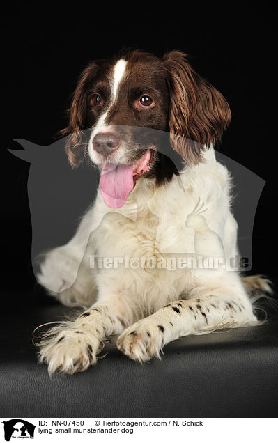 liegender Kleiner Mnsterlnder / lying small munsterlander dog / NN-07450