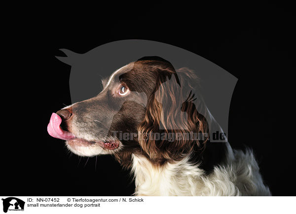 small munsterlander dog portrait / NN-07452
