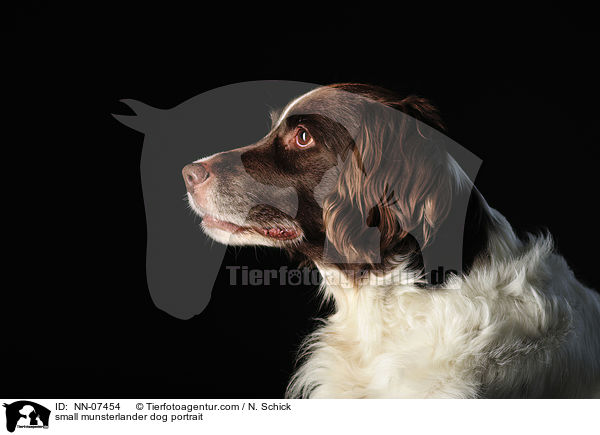 small munsterlander dog portrait / NN-07454