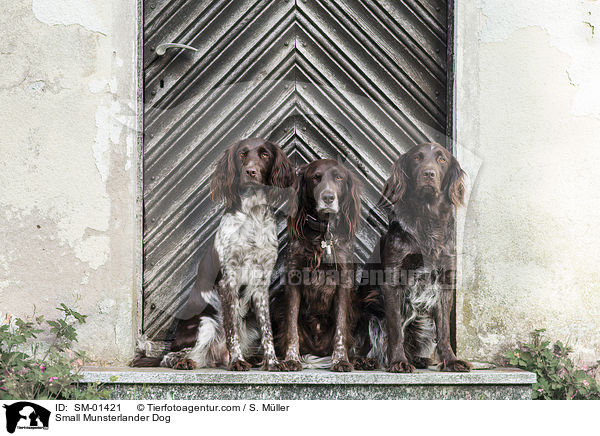 Kleiner Mnsterlnder / Small Munsterlander Dog / SM-01421