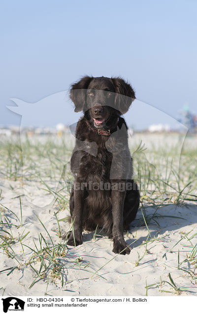 sitzender Kleiner Mnsterlnder / sitting small munsterlander / HBO-04304