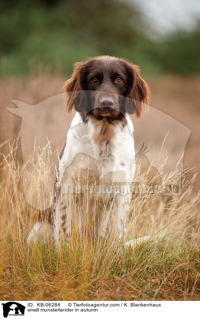 Kleiner Mnsterlnder im Herbst / small munsterlander in autumn / KB-06284