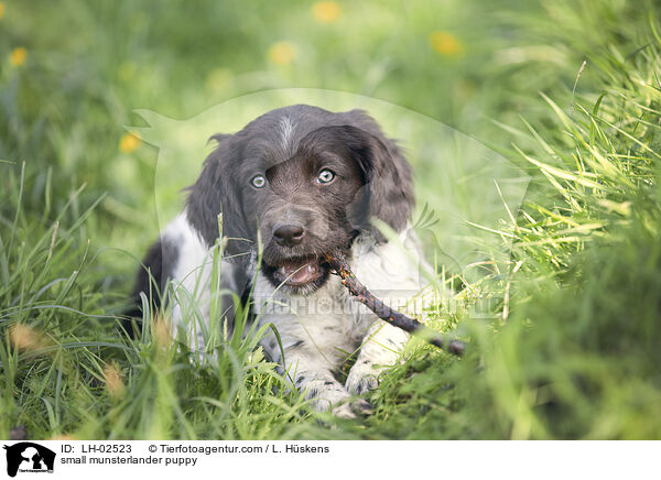 Kleiner Mnsterlnder Welpe / small munsterlander puppy / LH-02523