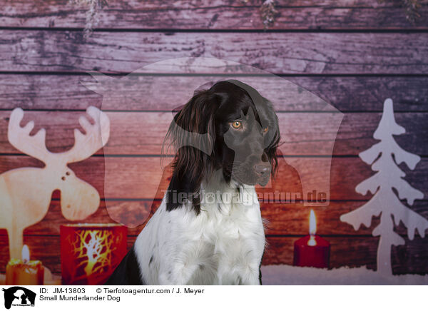 Kleiner Mnsterlnder / Small Munderlander Dog / JM-13803