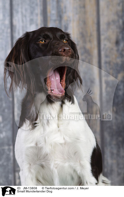 Kleiner Mnsterlnder / Small Munderlander Dog / JM-13808