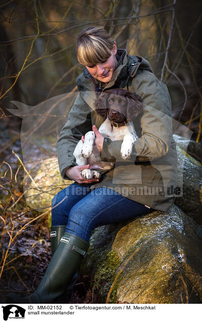 Kleiner Mnsterlnder / small munsterlander / MM-02152