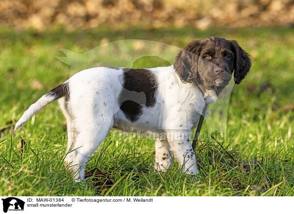 Kleiner Mnsterlnder / small munsterlander / MAW-01384