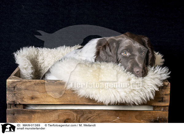 Kleiner Mnsterlnder / small munsterlander / MAW-01389