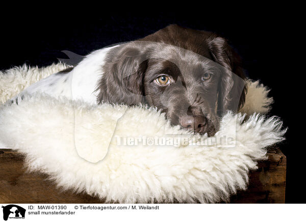 Kleiner Mnsterlnder / small munsterlander / MAW-01390