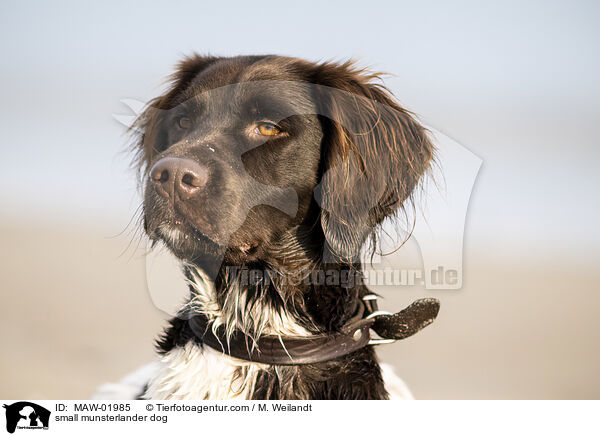 Kleiner Mnsterlnder / small munsterlander dog / MAW-01985