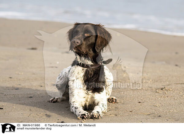 Kleiner Mnsterlnder / small munsterlander dog / MAW-01986