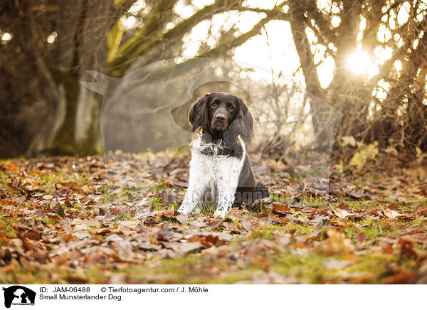 Kleiner Mnsterlnder / Small Munsterlander Dog / JAM-06488