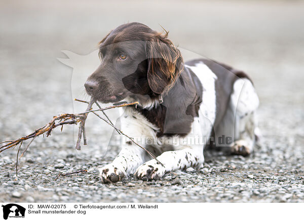 Kleiner Mnsterlnder / Small munsterlander dog / MAW-02075