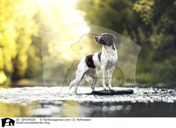 Kleiner Mnsterlnder / Small munsterlander dog / DH-04029