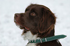 Small Munsterlander Hunting Dog