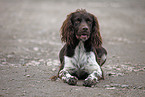 Small Munsterlander Hunting Dog