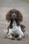 Small Munsterlander Hunting Dog