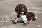 Small Munsterlander Hunting Dog