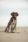 sitting small munsterlander