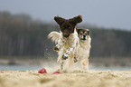playing Small Munsterlander Dog