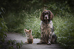 Small Munsterlander Dog with Chihuahua