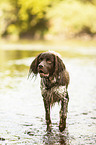 small munsterlander in the water