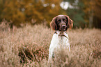 small munsterlander in autumn