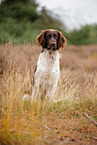 small munsterlander in autumn