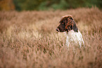 small munsterlander in autumn