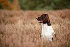 small munsterlander in autumn