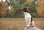 small munsterlander in autumn