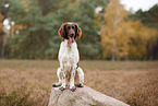small munsterlander in autumn