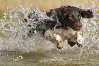 running small munsterlander