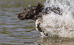 running small munsterlander
