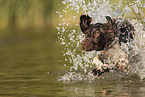 running small munsterlander