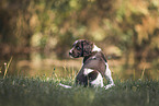 small munsterlander puppy