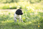 small munsterlander puppy