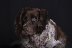 small munsterlander portrait