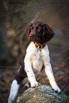 small munsterlander puppy