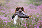 small munsterlander