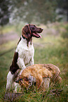 small munsterlander