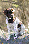 Small munsterlande dog