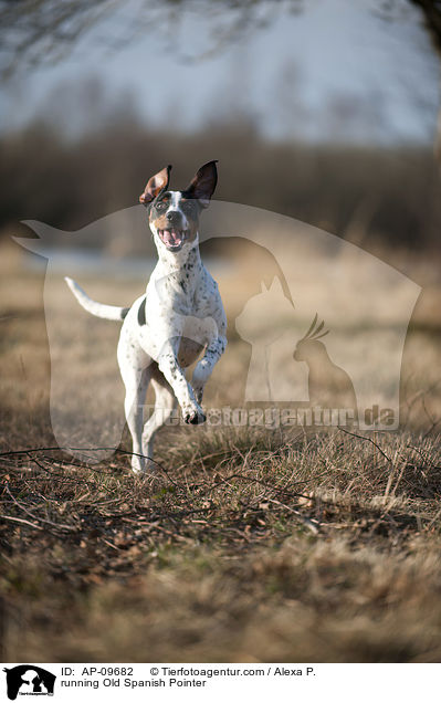 rennender Spanischer Pointer / running Old Spanish Pointer / AP-09682