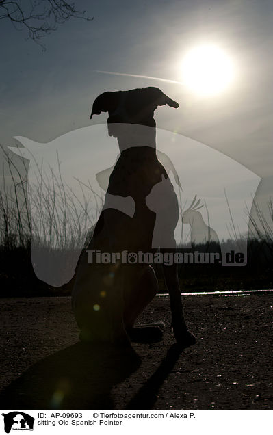 sitzender Spanischer Pointer / sitting Old Spanish Pointer / AP-09693