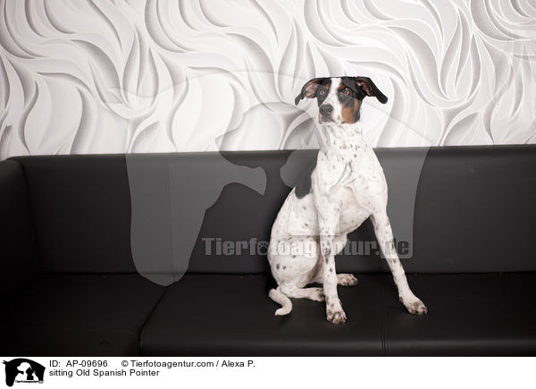 sitzender Spanischer Pointer / sitting Old Spanish Pointer / AP-09696