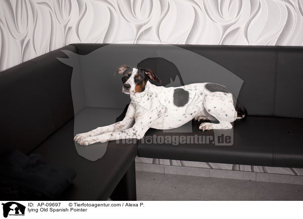 lying Old Spanish Pointer / AP-09697