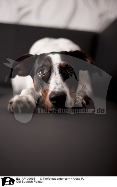 Old Spanish Pointer / AP-09698