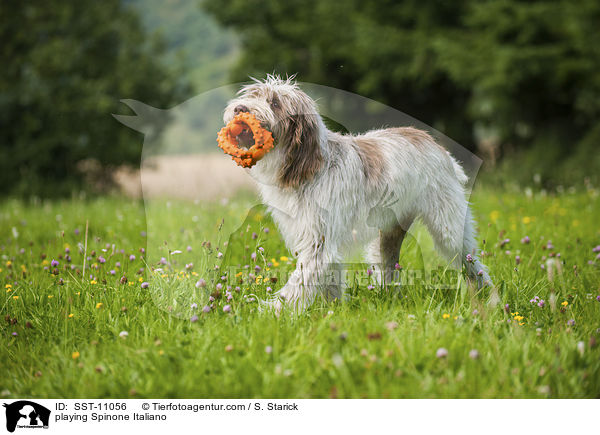 spielender Spinone Italiano / playing Spinone Italiano / SST-11056