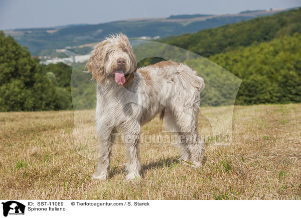 Spinone Italiano / Spinone Italiano / SST-11069