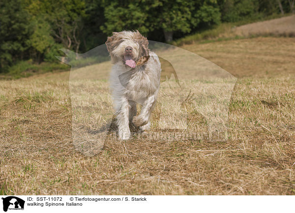 laufender Spinone Italiano / walking Spinone Italiano / SST-11072
